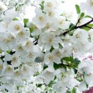 25 Snowdrift Crabapple Seeds For Garden Planting USA Seller