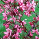 25 Royal Raindrops Crabapple Seeds For Garden Planting USA Seller