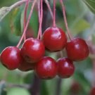 25 Siberian Crab Crabapple Seeds For Garden Planting USA Seller