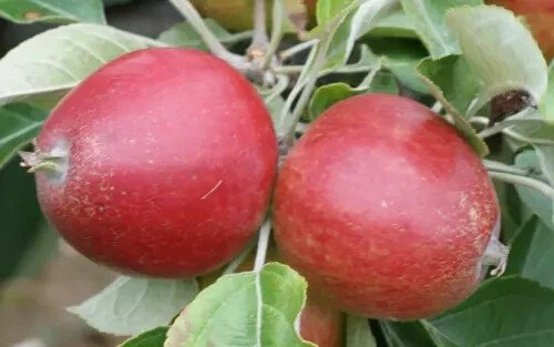 25 Tremlett'S Bitter Apple Seeds For Garden Planting USA Seller