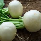 500 Mantanghong Radish Seeds For Garden Planting USA Seller