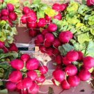 500 Pink Beauty Radish Seeds For Garden Planting USA Seller