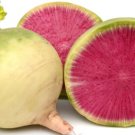 500 Misato Rose Radish Seeds For Garden Planting USA Seller