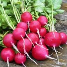 500 Sora Radish Seeds For Garden Planting USA Seller