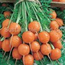 1000 Tonda Di Parigi Carrot Seeds For Garden Planting USA Seller