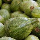25 Ronde De Nice Squash Seeds For Garden Planting USA Seller 25 Ronde De Nice Squash Seeds For Garden Planting USA Seller
