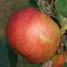 25 King'S Acre Pippin Apple Seeds For Garden Planting USA Seller