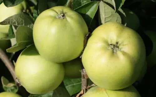 25 Keswick Codlin Apple Seeds For Garden Planting USA Seller