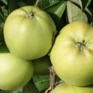 25 Keswick Codlin Apple Seeds For Garden Planting USA Seller
