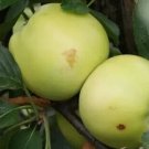 25 Golden Noble Apple Seeds For Garden Planting USA Seller
