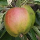 25 Cornish Gilliflower Apple Seeds For Garden Planting USA Seller
