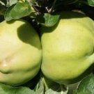 25 Calville Blanc D'Hiver Apple Seeds Garden Planting USA Seller 25 Calville Blanc D'Hiver Apple Seeds Garden Planting USA Seller
