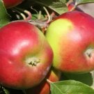 25 Burgundy Apple Seeds For Garden Planting USA Seller