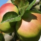 25 Bramley'S Seedsling Apple Seeds For Garden Planting USA Seller