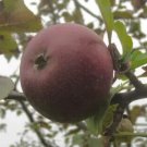 25 Black Oxford Apple Seeds For Garden Planting USA Seller