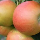 25 Barnack Beauty Apple Seeds For Garden Planting USA Seller