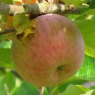 25 Baguette Violette Apple Seeds For Garden Planting USA Seller