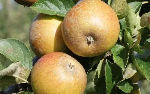 25 Ashmead'S Kernel Apple Seeds For Garden Planting USA Seller