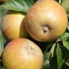 25 Ashmead'S Kernel Apple Seeds For Garden Planting USA Seller