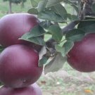 25 Arkansas Black Apple Seeds For Garden Planting USA Seller