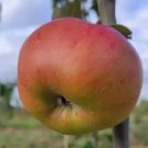 25 Argiliere Apple Seeds For Garden Planting USA Seller