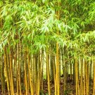 50 Bamboo Seeds Privacy Plant Garden Clumping Shade Screen Aurea USA Seller