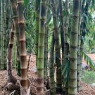 50 Asper Bamboo Seeds Privacy Plant Garden Clumping Shade Screen USA Seller