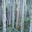 50 Rough Bamboo Seeds Privacy Plant Garden Clumping Shade Screen USA Seller