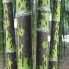 50 Leopard Bamboo Seeds Privacy Plant Garden Clumping Shade Screen USA Seller