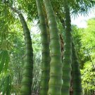 50 Buddha Belly Bamboo Seeds Privacy Plant Garden Clumping Shade Screen USA Seller 50 Buddha Belly Bamboo Seeds Privacy Plant Garden Clumping Shade Screen USA Seller