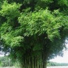 50 Graceful Bamboo Seeds Privacy Plant Garden Clumping Shade Screen USA Seller