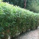 50 Bamboo Seeds Privacy Plant Garden Clumping Shade Screen Lady Finger USA Seller
