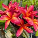 5 Orange Red Plumeria Seeds Plants Flower Hawaiian Perennial Seeds USA Seller