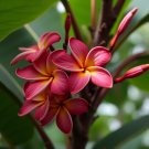 5 Maroon Plumeria Seeds Plants Flower Hawaiian Perennial Seeds USA Seller