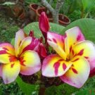 5 Pink White Yellow Plumeria Seeds Plants Flower Hawaiian Perennial Seeds USA Seller