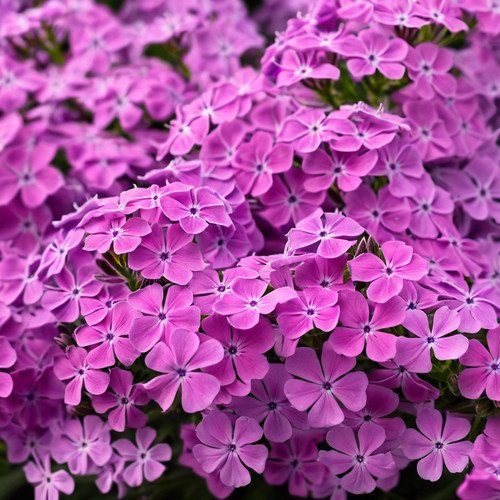 50 Ruby Phlox Seeds Flower Perennial Seeds Bee Butterfly USA Seller