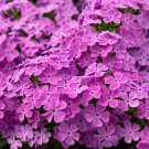 50 Ruby Phlox Seeds Flower Perennial Seeds Bee Butterfly USA Seller