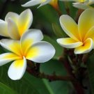5 White Yellow Plumeria Seeds Plants Flower Hawaiian Lei Perennial Bloom Seeds USA Seller