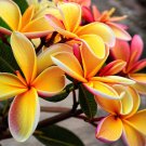 5 Pink Oange Plumeria Seeds Plants Flower Lei Hawaiian Perennial Bloom Seeds USA Seller