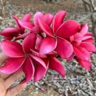 5 Bright Pink Plumeria Seeds Plants Flower Lei Hawaiian Perennial Bloom Seeds USA Seller