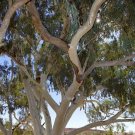 50 Camaldiensis Eucalyptus Seeds Tree Flower Perennial Seeds 1379 USA Seller