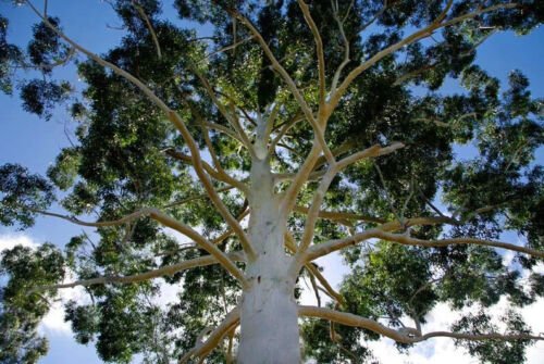 50 Grandis Eucalyptus Seeds Tree Flower Perennial Seeds 1375 USA Seller