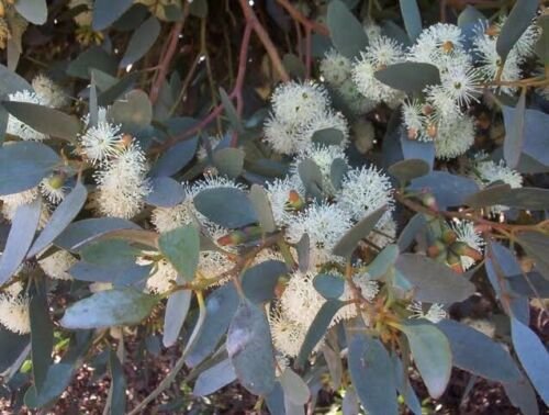 50 Moot Eucalyptus Seeds Tree Flower Perennial Seeds 1350 USA Seller