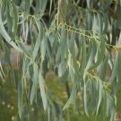 50 Spinning Gum Eucalyptus Seeds Tree Flower Perennial Seeds 1343 USA Seller