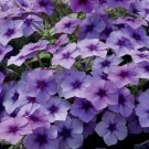 50 Blueberry Phlox Seeds Flower Perennial Seeds Butterfly 1237 USA Seller