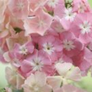 50 Beauty Phlox Seeds Flower Perennial Seeds Butterfly 1236 USA Seller