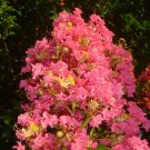 20 Tuscarora Cape Myrtle Seeds Tree Flower Perennial Seeds 1234 USA Seller
