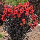 20 Sunset Magic Cape Myrtle Seeds Tree Flower Perennial Seeds 1232 USA Seller 20 Sunset Magic Cape Myrtle Seeds Tree Flower Perennial Seeds 1232 USA Seller