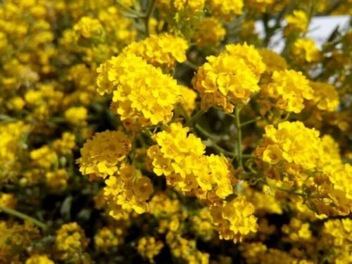20 Sunset Yellow Cape Myrtle Seeds Tree Flower Perennial Seeds 1231 USA Seller