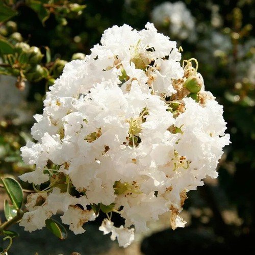 20 Natchez Cape Myrtle Seeds Tree Flower Perennial Seeds 1222 USA Seller
